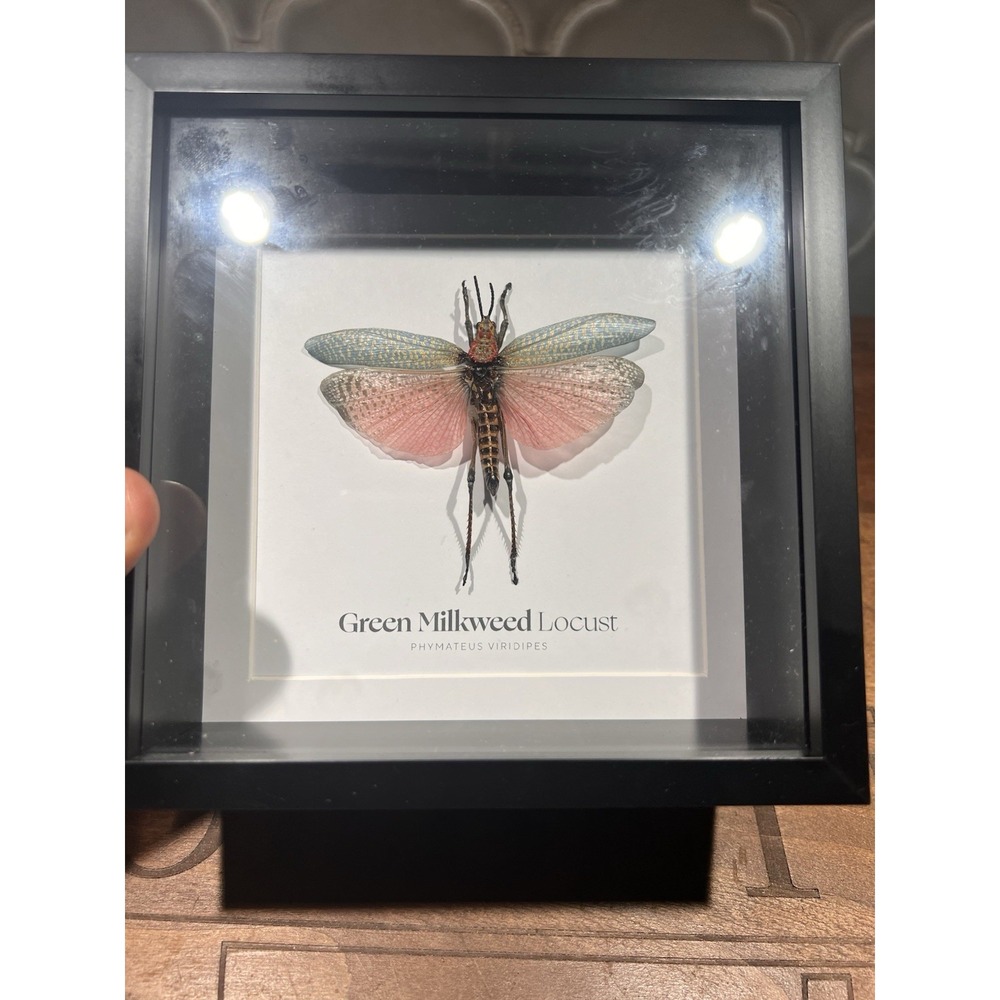 Nicola Spring Insect‎ Taxidermy Shadow Box Of Green Milkweed Locust Mountable